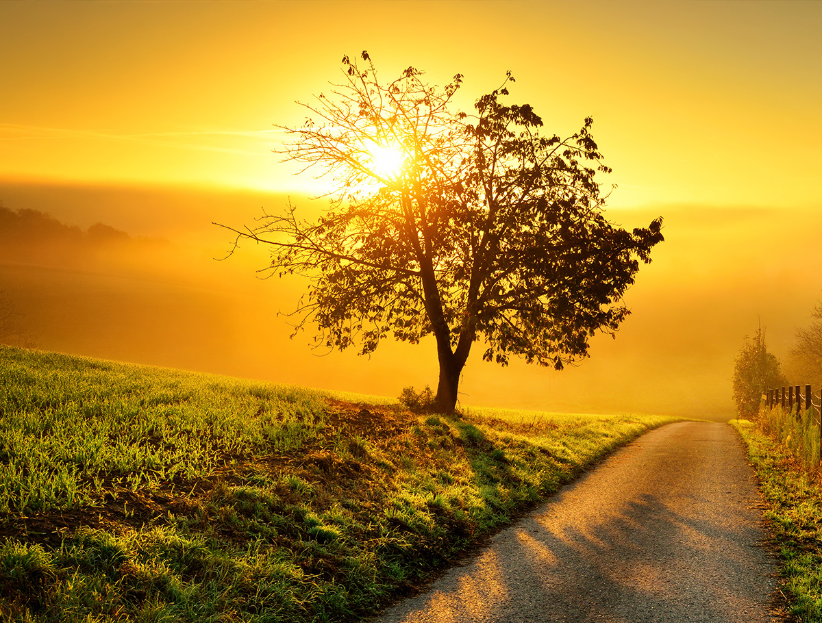 Lone tree in country with sun setting behind